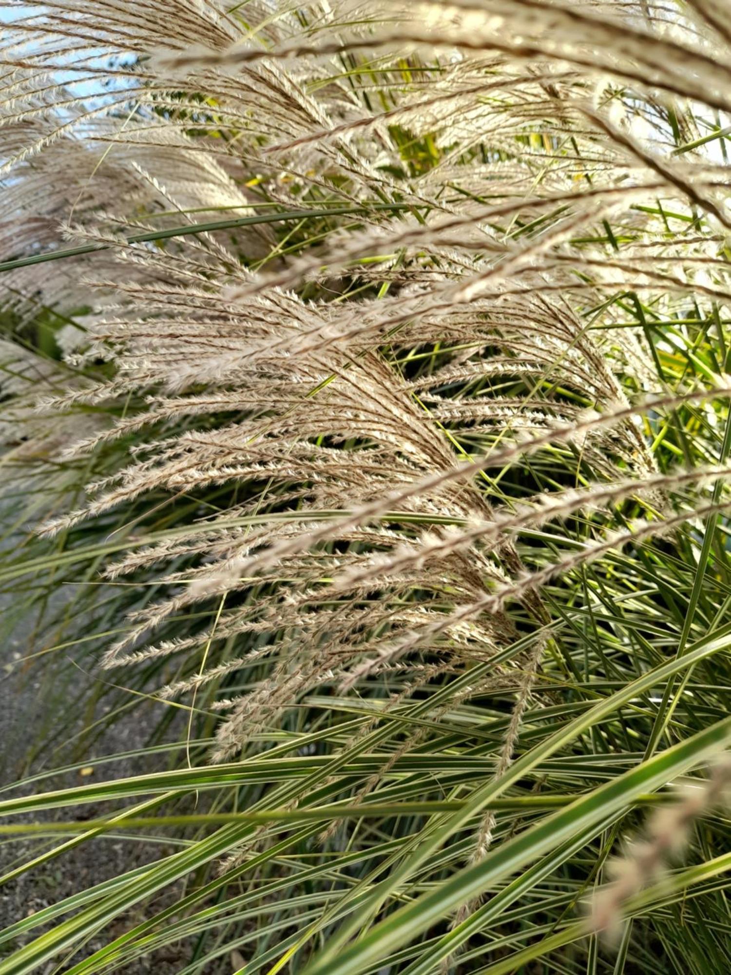 Chambre Dans Un Ecrin De Verdure Angrie Buitenkant foto